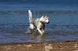 SIBERIAN HUSKY 571